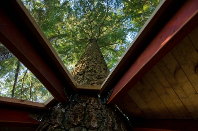 Man Builds Secret Tiny Treehouse on Crown Land in Whistler, Canada