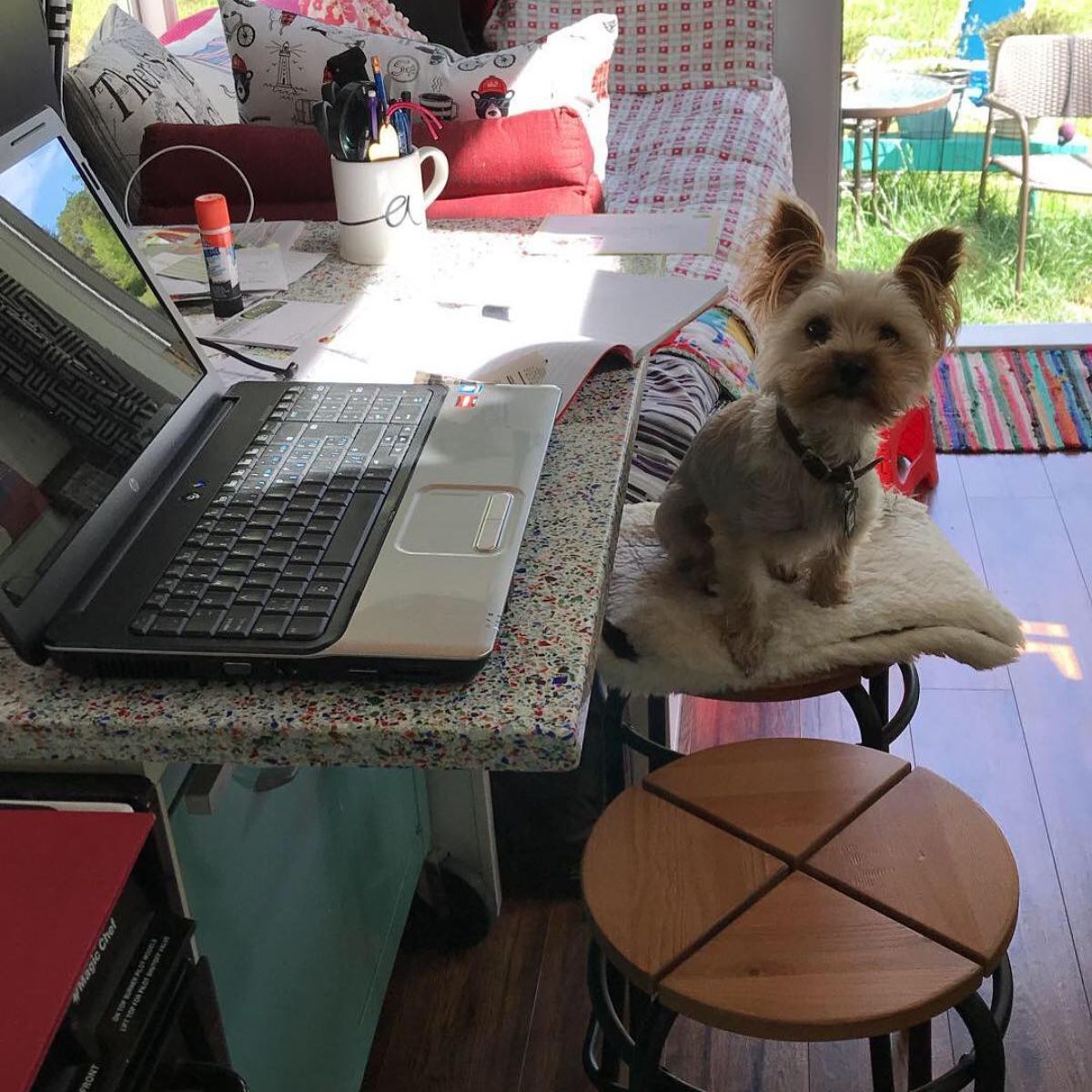 dog on seat by laptop open on workspace