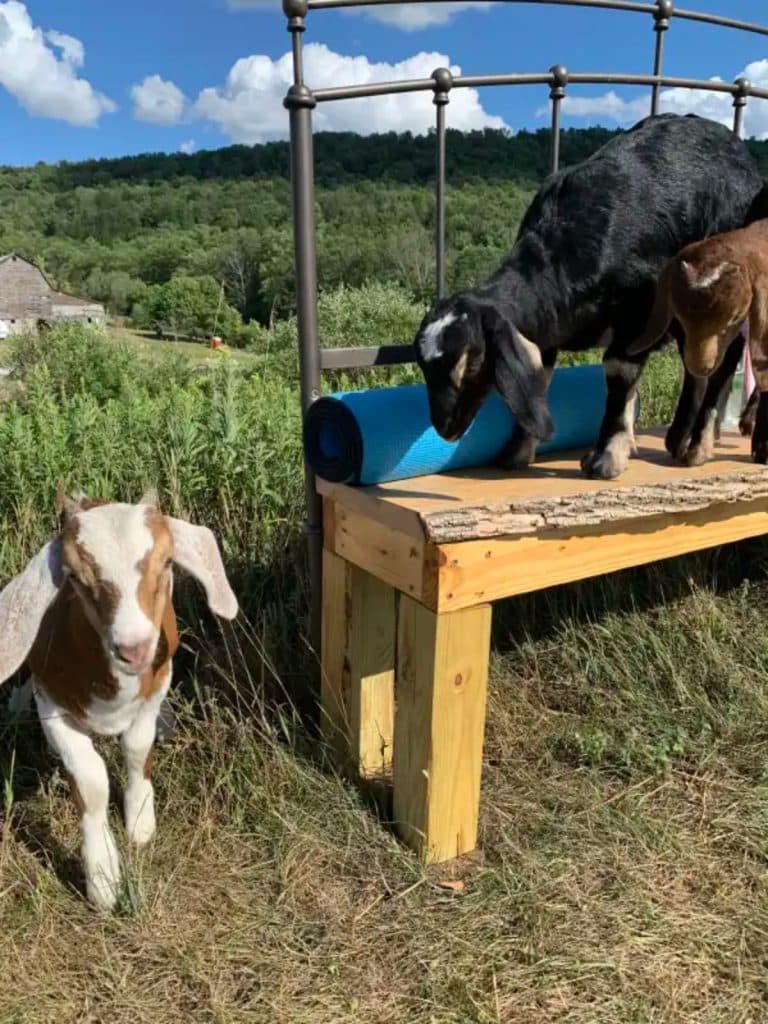 goats standing on bench