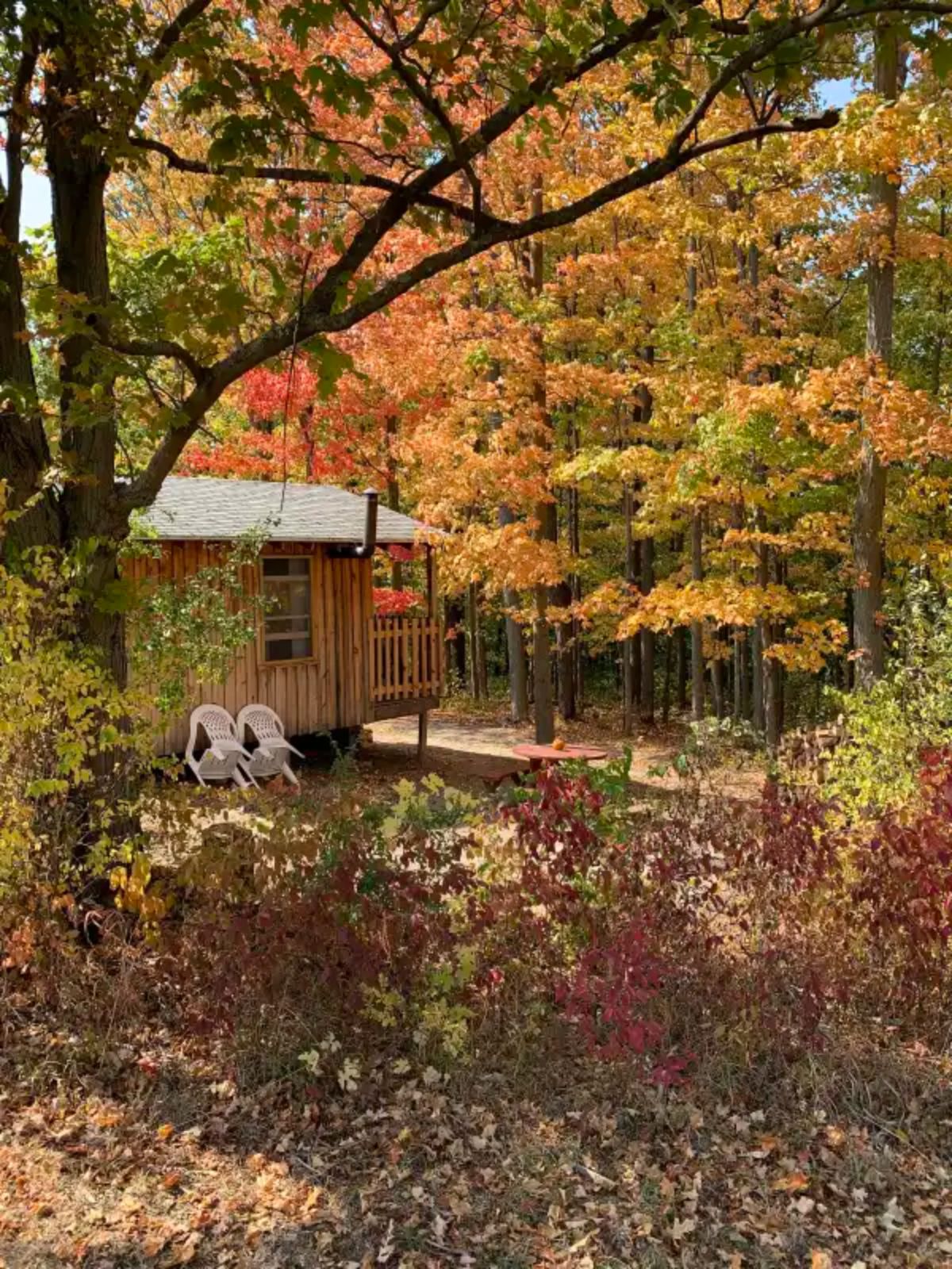 side of cabin in woods in the fall