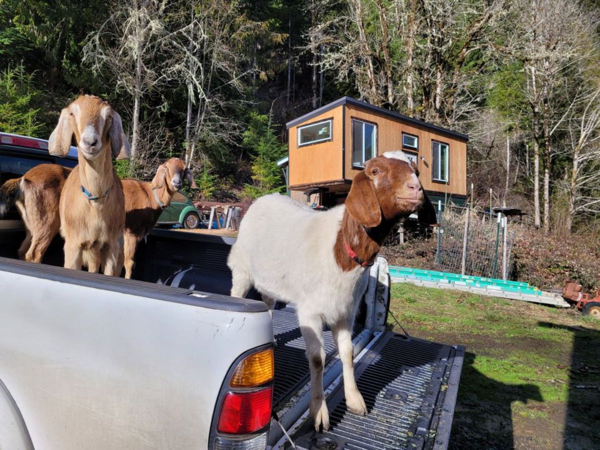 goats in the car
